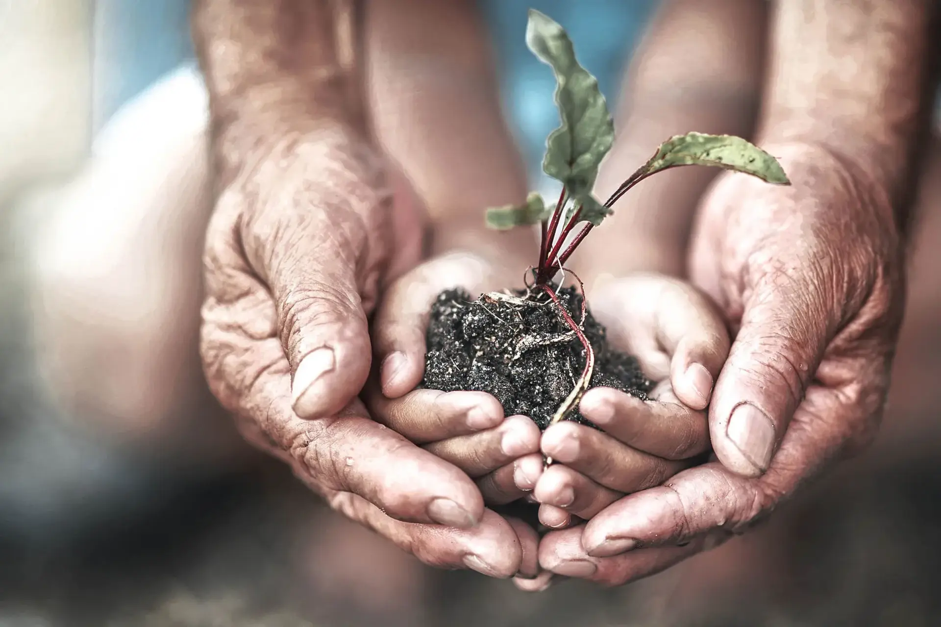 Zwei Hände halten eine Pflanze mit Erde darauf