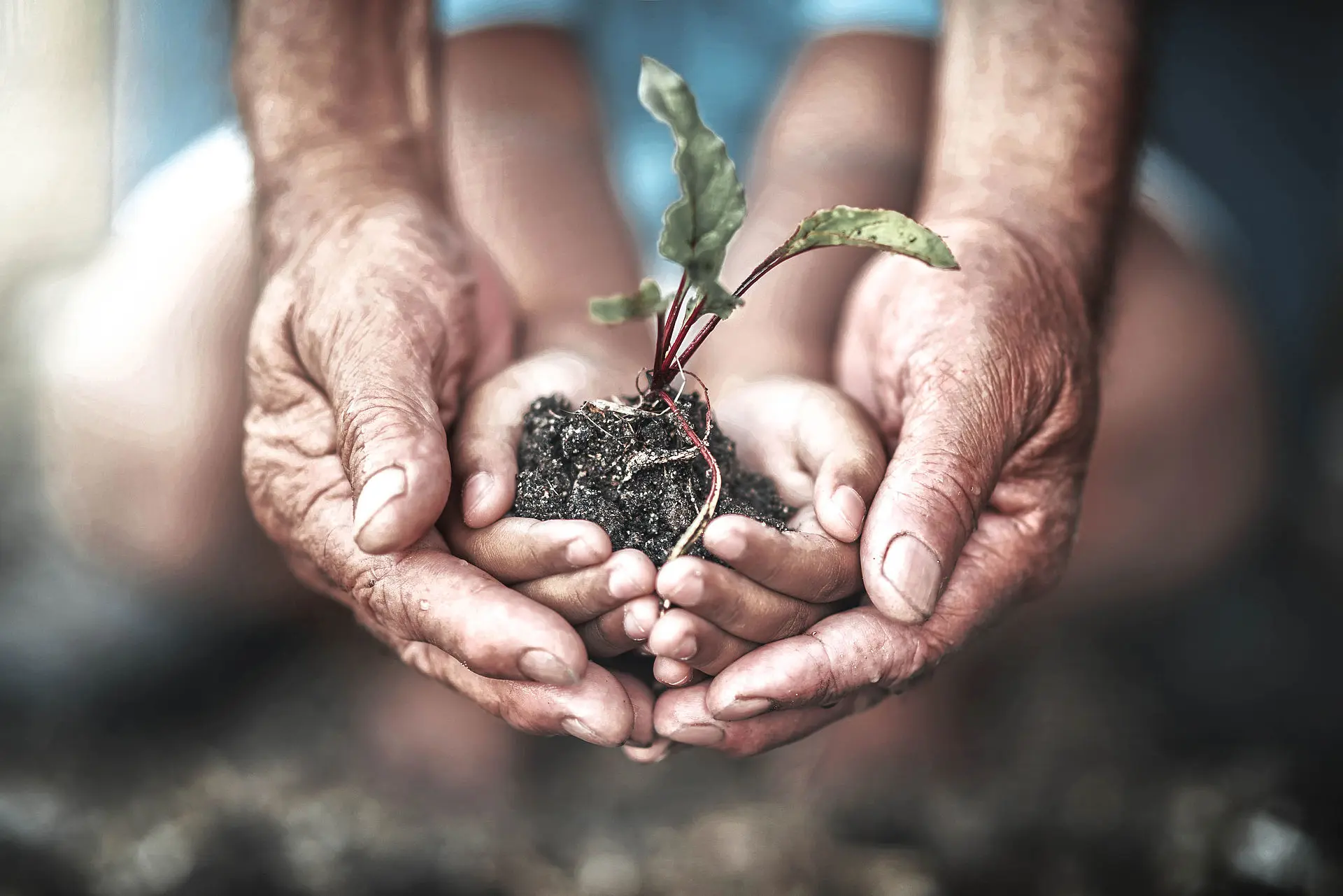 Zwei Hände halten eine Pflanze mit Erde darauf